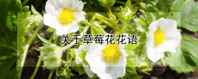 关于草莓花花语（草莓 花语）