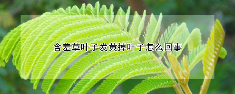 含羞草叶子发黄掉叶子怎么回事（含羞草变黄掉叶子）