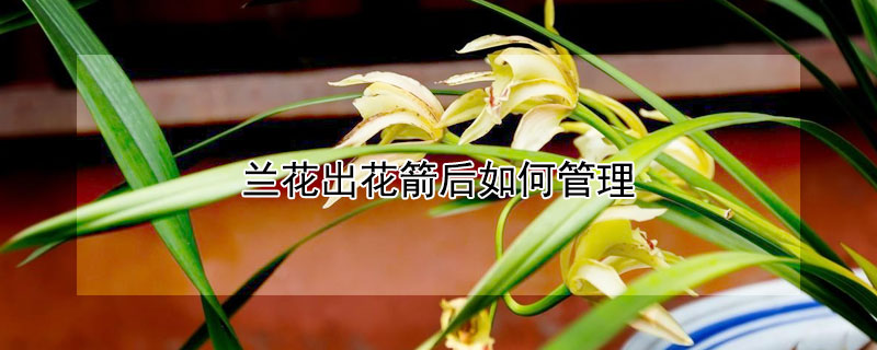 兰花出花箭后如何管理（兰花开完了花箭怎么办）