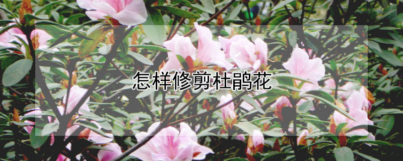 怎样修剪杜鹃花 怎样修剪杜鹃花花枝