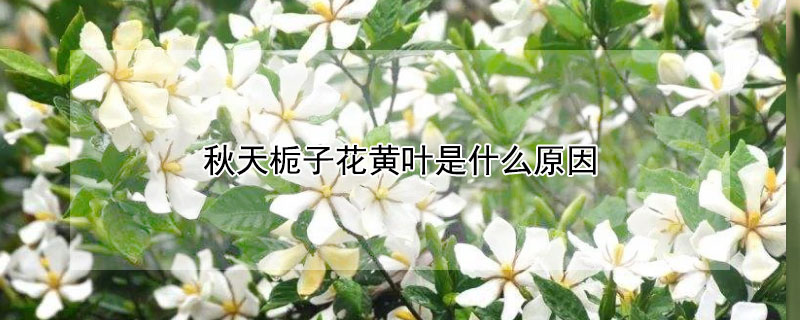 秋天栀子花黄叶是什么原因 栀子花秋叶发黄