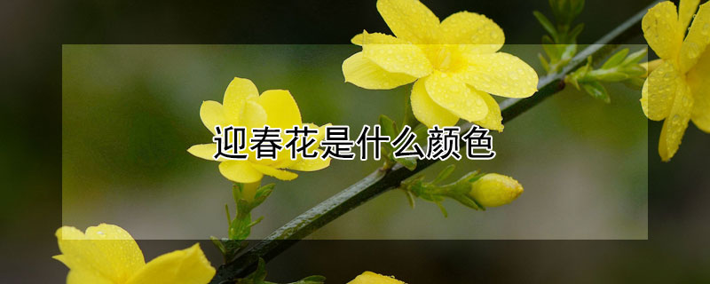 迎春花是什么颜色（迎春花是什么颜色的用abb式表示）