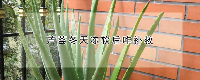 芦荟冬天冻软后咋补救 芦荟冬天冻软啦怎么办