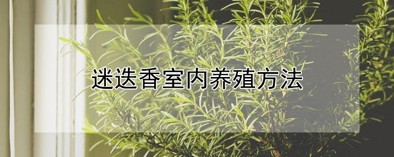 迷迭香室内养殖方法 迷迭香的室内种植方法