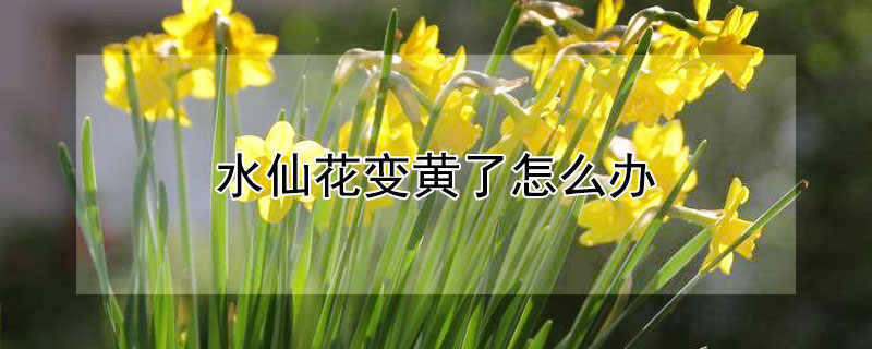 水仙花变黄了怎么办 水仙花发黄怎么办