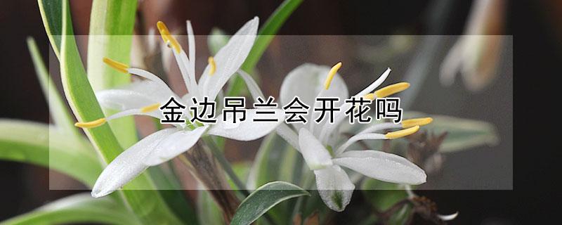 金边吊兰会开花吗 金边吊兰为什么会开花