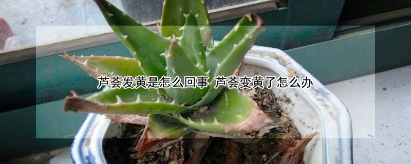 芦荟发黄是怎么回事 芦荟发黄怎么回事?