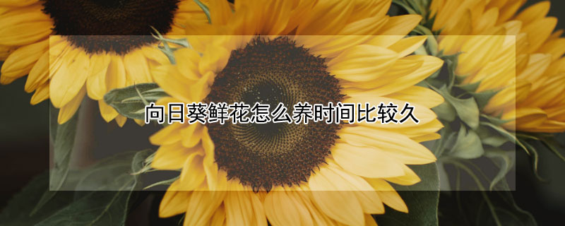 向日葵鲜花怎么养时间比较久 向日葵花怎么养的时间长