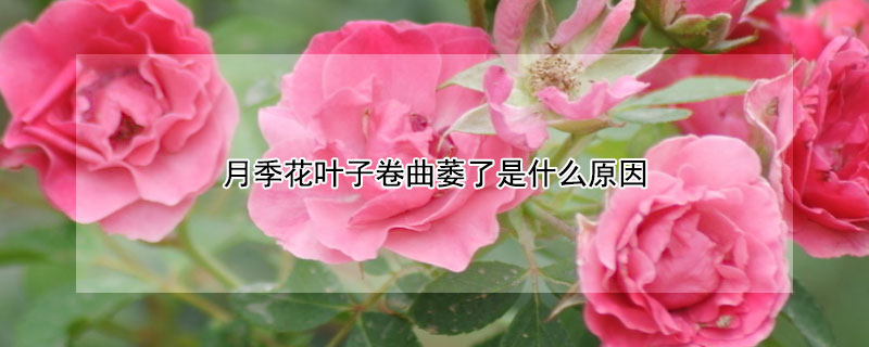 月季花叶子卷曲萎了是什么原因（月季花和叶子卷曲萎蔫）