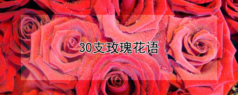 30支玫瑰花语（13朵玫瑰花语）