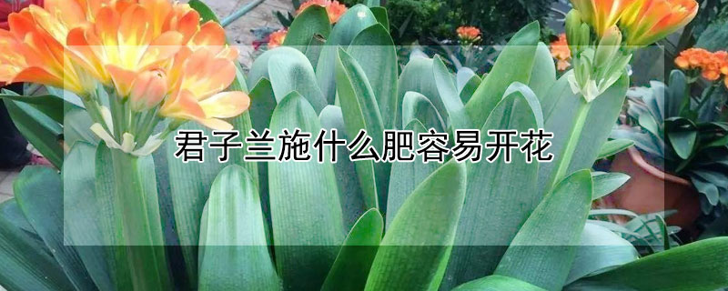 君子兰施什么肥容易开花 君子兰施肥用什么肥料才开花