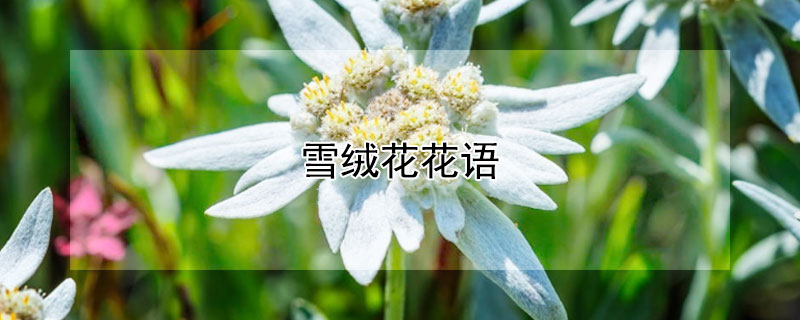 雪绒花花语（雪绒花花语为爱牺牲一切）