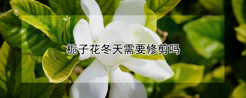 栀子花冬天需要修剪吗 栀子花冬天需要修剪吗?