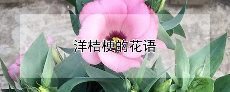 洋桔梗的花语（绿色洋桔梗的花语）