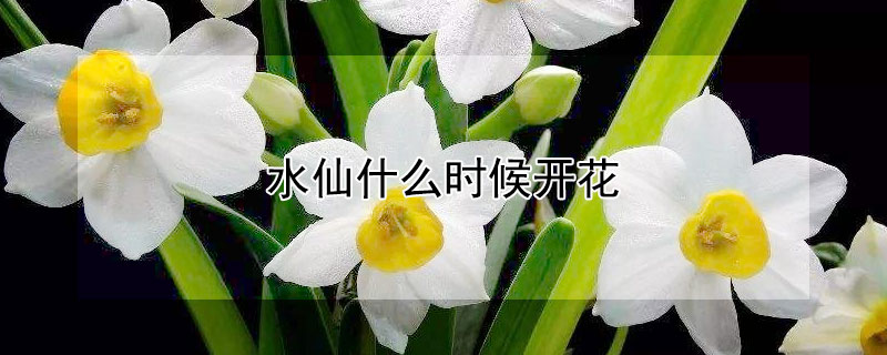 水仙什么时候开花（月季花什么时候开花）