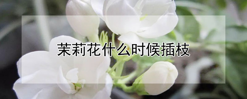 茉莉花什么时候插枝