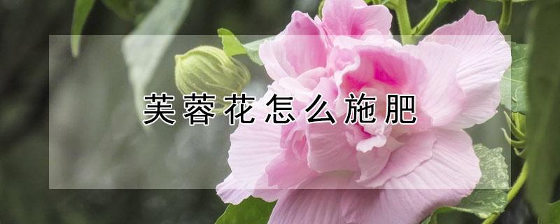 芙蓉花怎么施肥（芙蓉花浇什么肥）