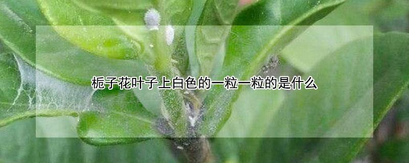 栀子花叶子上白色的一粒一粒的是什么