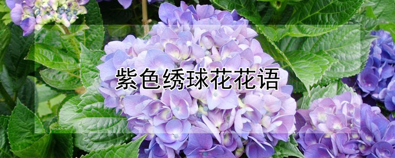 紫色绣球花花语 紫色绣球花花语不好吗