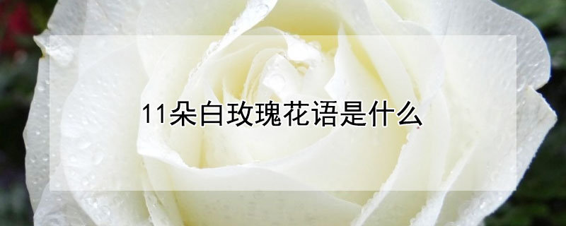 11朵白玫瑰花语是什么 11朵白玫瑰花语是什么 你值得