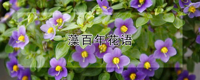 藻百年花语（球藻的花语）