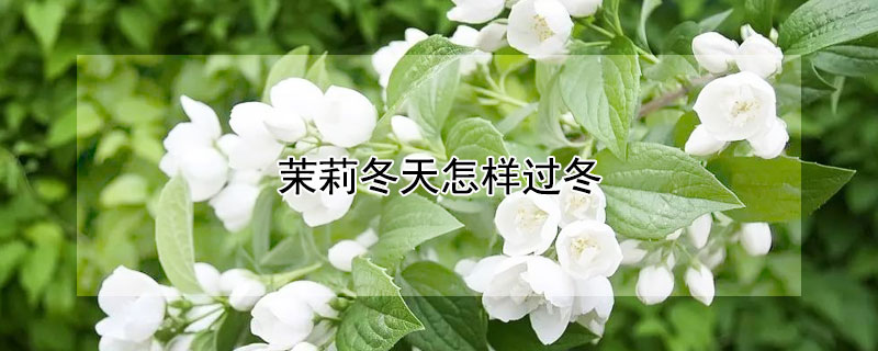 茉莉冬天怎样过冬（茉莉可以过冬吗）