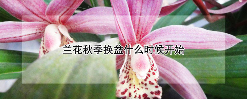 兰花秋季换盆什么时候开始（兰花春天换盆时间）