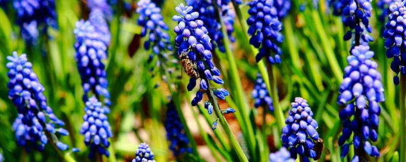 蓝色风信子花语是什么（蓝星风信子花语）