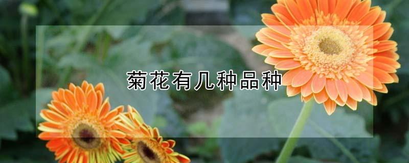 菊花有几种品种（菊花有几种品种功效是否相同）