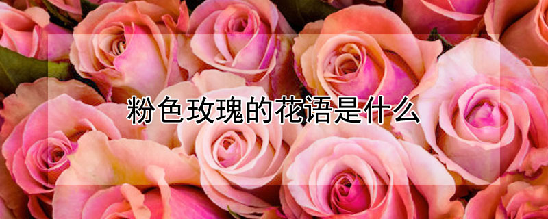 粉色玫瑰的花语是什么（粉色玫瑰的花语是什么,象征了什么?）