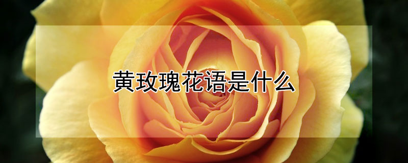 黄玫瑰花语是什么（12朵黄玫瑰花语是什么）