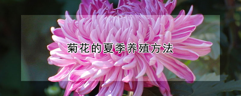 菊花的夏季养殖方法（菊花夏天的养殖方法）