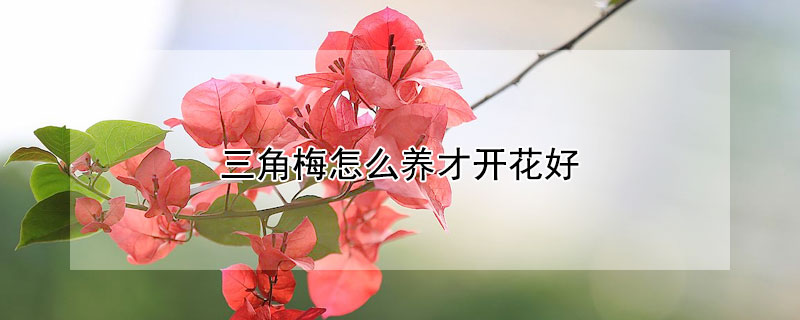 三角梅怎么养才开花好 夏季三角梅怎么养才开花好