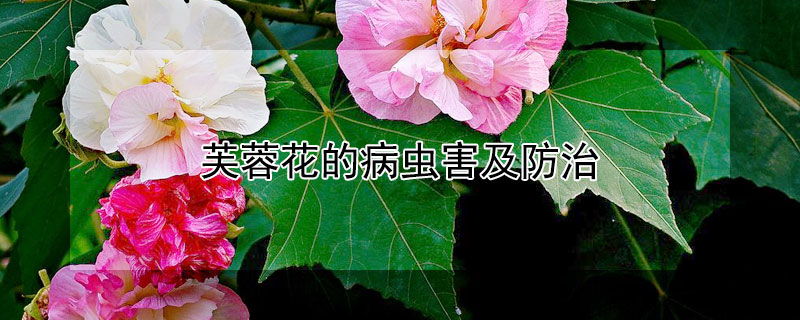 芙蓉花的病虫害及防治（芙蓉花有虫子怎么办）