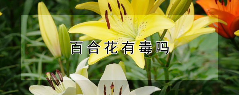 百合花有毒吗 百合花有毒吗 适合在室内养吗