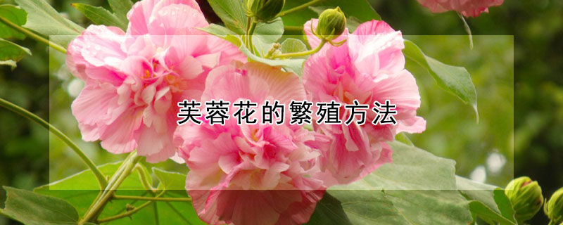 芙蓉花的繁殖方法（芙蓉花的繁殖方法和注意事项）