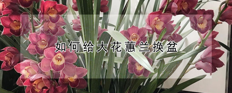 如何给大花蕙兰换盆（大花蕙兰花后怎么换盆）