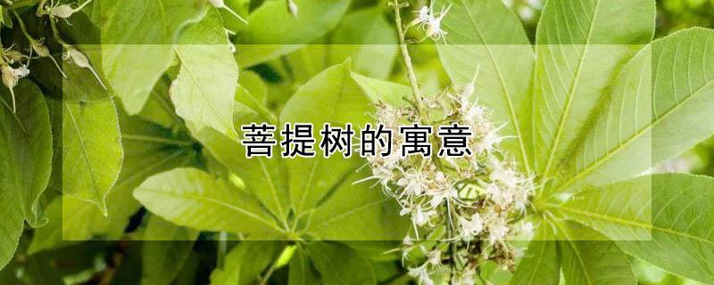 菩提树的寓意（菩提树的寓意是什么）