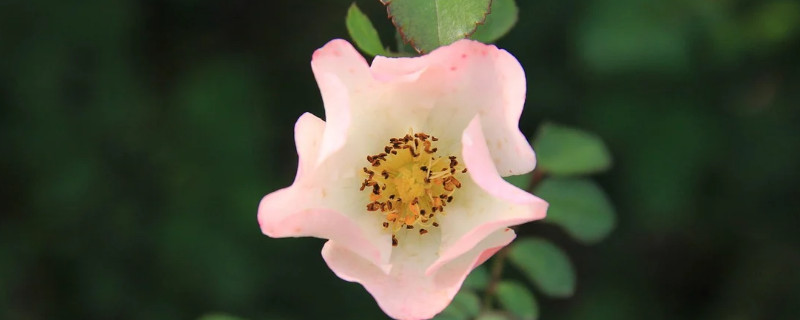 月季花可以送妈妈吗（月季花送女朋友）