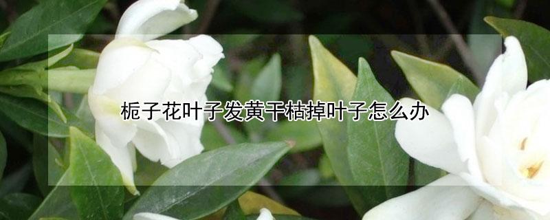 栀子花叶子发黄干枯掉叶子怎么办 栀子花叶子发黄干枯掉叶子怎么办视频