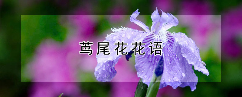 茑尾花花语 茑尾花百科