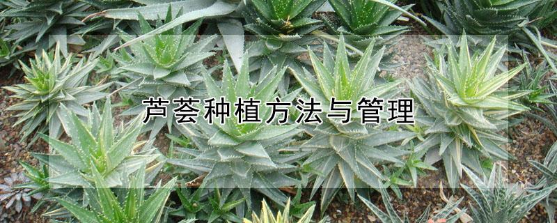 芦荟种植方法与管理 芦荟种植方法与管理和施肥