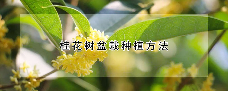 桂花树盆栽种植方法（桂花树如何栽）