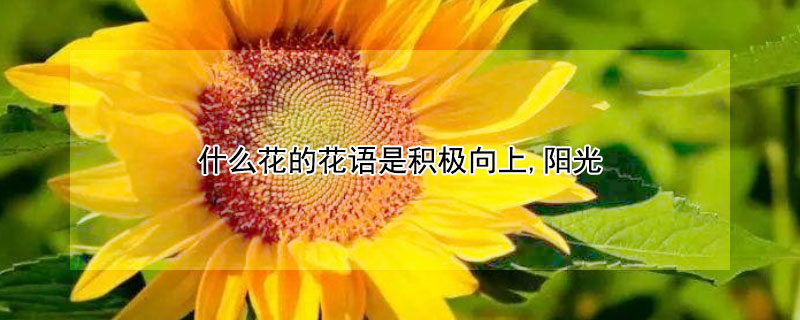 什么花的花语是积极向上,阳光 什么花的花语是积极向上,阳光快乐