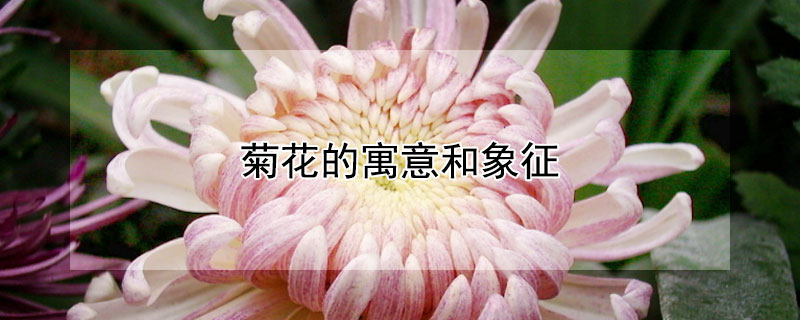 菊花的寓意和象征（菊花的寓意和象征意义）