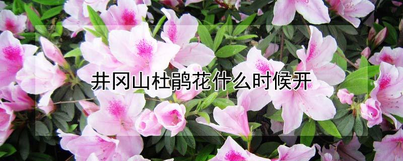 井冈山杜鹃花什么时候开（井冈山杜鹃花什么时候开放时间）