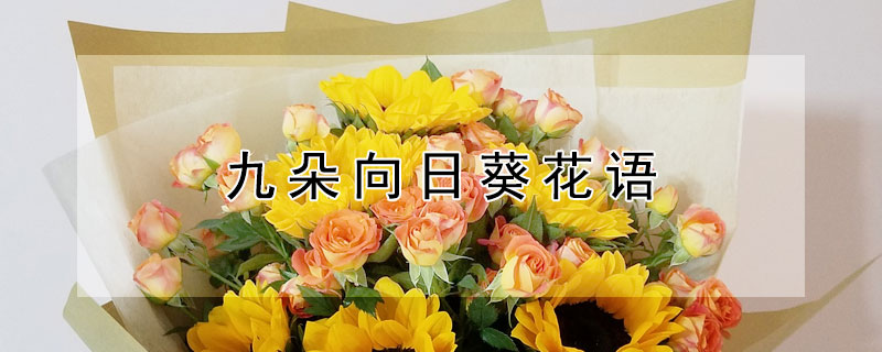 九朵向日葵花语（向日葵花语9朵代表什么）