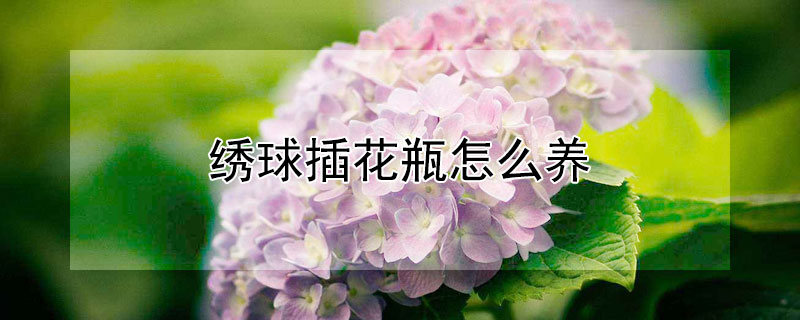 绣球插花瓶怎么养 绣球花怎么在瓶子里养