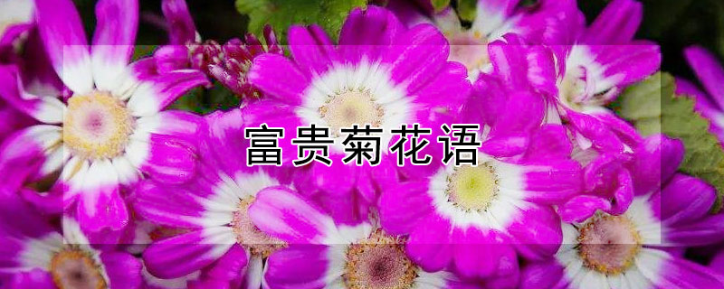 富贵菊花语