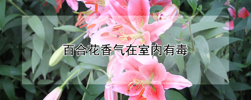 百合花香气在室内有毒 百合花在房间里会有毒吗